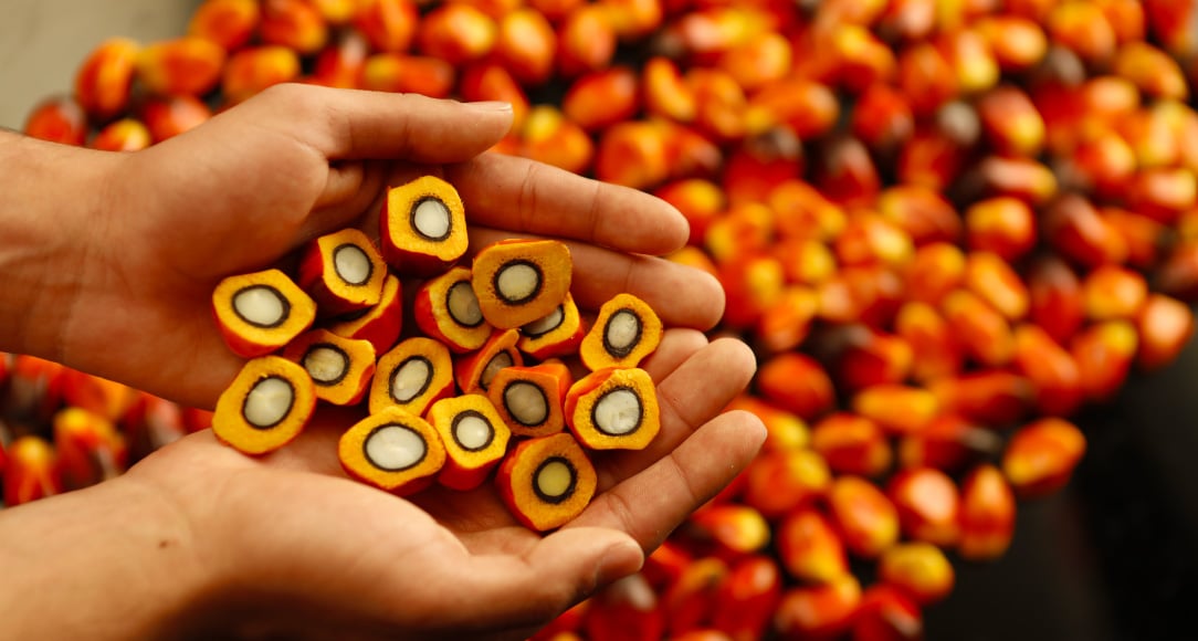 El origen natural del aceite de palma